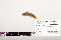 Noturus gyrinus image