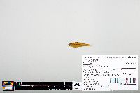 Notropis heterodon image