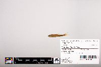 Notropis heterolepis image