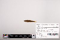 Notropis heterolepis image