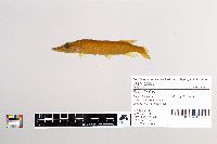 Esox lucius image