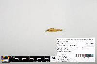 Notropis heterodon image
