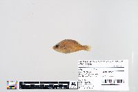 Lepomis humilis image