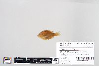 Lepomis gibbosus image