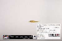 Notropis heterolepis image