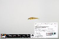 Notropis heterodon image