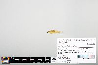 Notropis heterodon image
