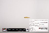 Notropis heterolepis image