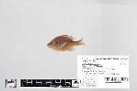 Lepomis gibbosus image
