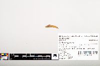 Noturus gyrinus image