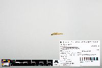 Notropis heterodon image