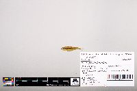 Notropis heterodon image