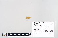 Lepomis humilis image