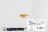Lepomis humilis image