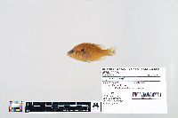 Lepomis humilis image