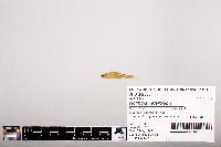 Notropis heterolepis image