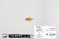 Lepomis macrochirus image
