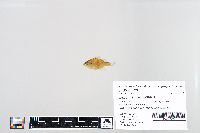 Lepomis macrochirus image