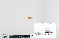 Lepomis macrochirus image