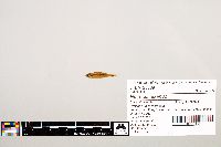Notropis texanus image