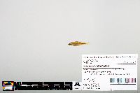 Notropis heterodon image