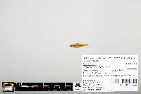 Notropis heterodon image