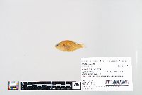Lepomis humilis image