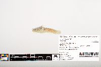 Noturus gyrinus image