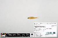 Notropis heterodon image