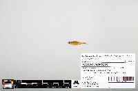 Notropis heterodon image