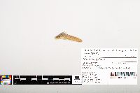 Noturus gyrinus image