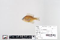 Lepomis macrochirus image