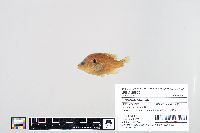 Lepomis humilis image