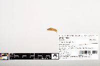 Noturus gyrinus image