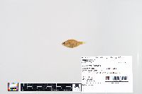 Lepomis humilis image