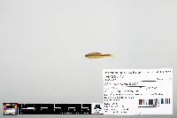 Notropis heterodon image