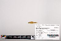 Notropis heterolepis image