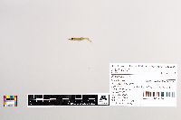 Esox lucius image