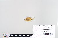 Lepomis macrochirus image