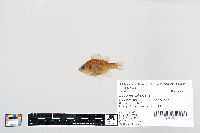 Lepomis gibbosus image