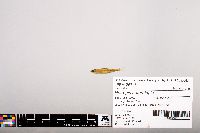 Notropis heterolepis image