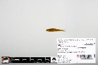 Notropis heterodon image