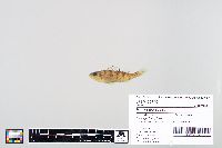 Perca flavescens image