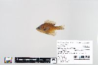 Lepomis macrochirus image