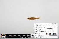 Notropis heterodon image