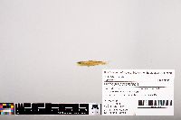 Notropis heterolepis image