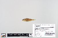 Perca flavescens image