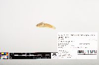 Noturus gyrinus image