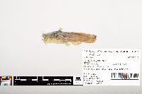 Noturus gyrinus image
