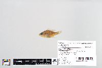 Lepomis gibbosus image